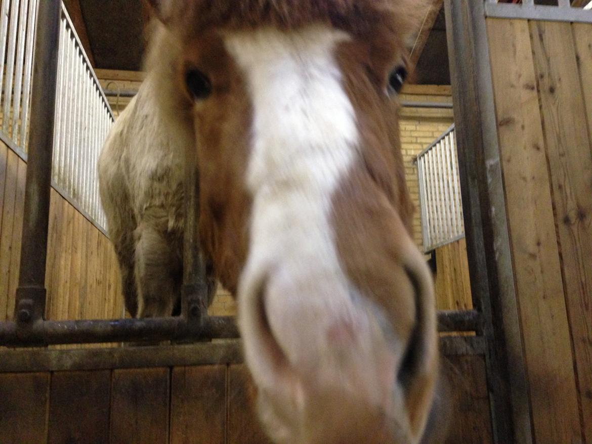 Islænder Girdir billede 7