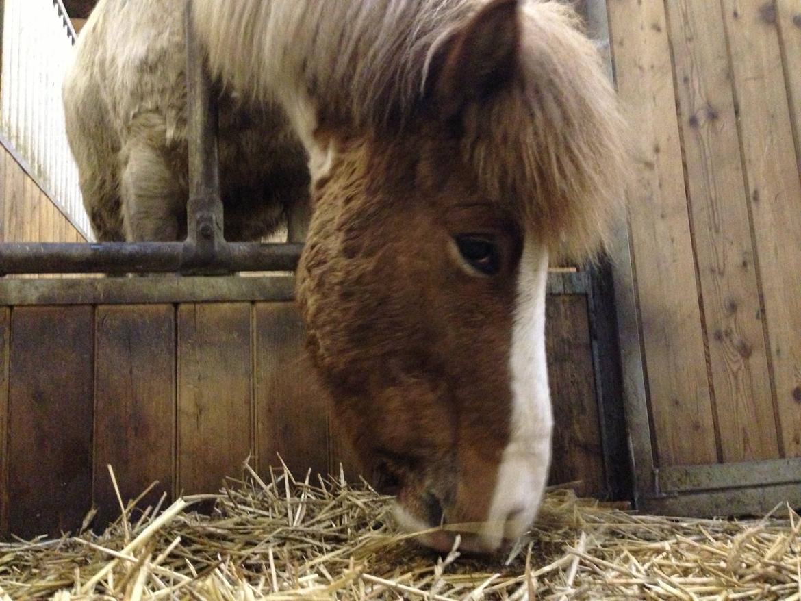 Islænder Girdir billede 8