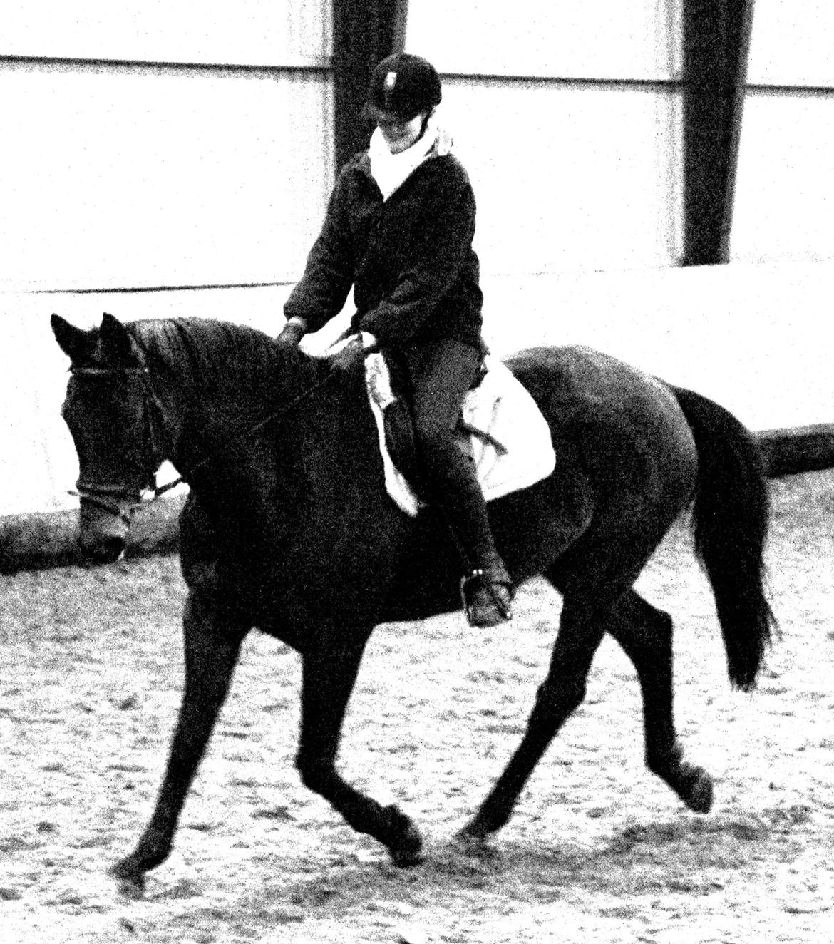 Dansk Varmblod Ran Frydenlund - Dressur undervisning billede 7