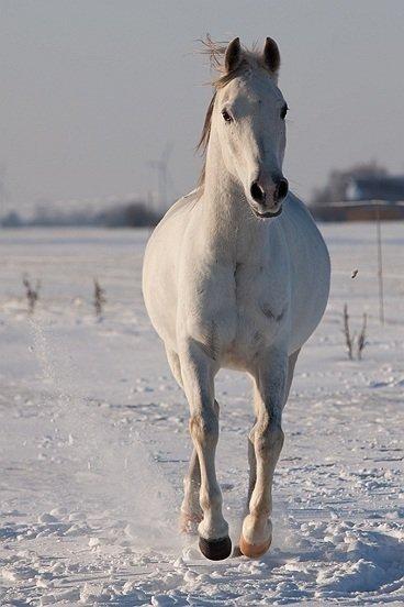 Arabisk fuldblod (OX) Cepril billede 20