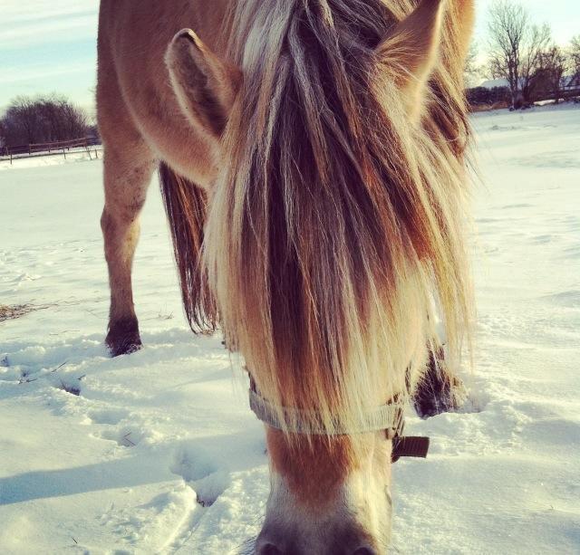 Fjordhest Vennely's Emma - skat <3 billede 1