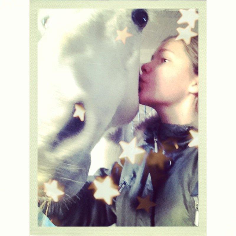 Irsk Sportspony Levi 501 billede 12