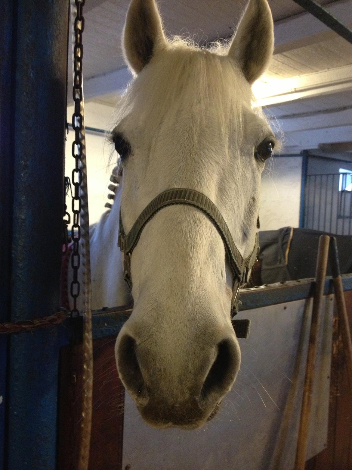 Irsk Sportspony Levi 501 billede 13