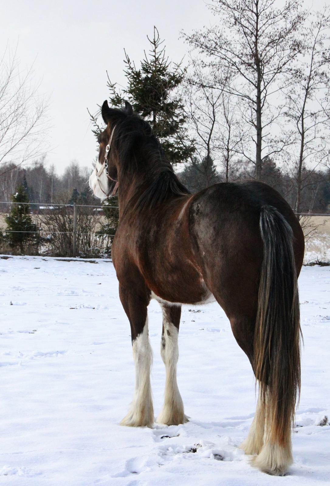 Shire Shirefarm en chating Elektra - Elektra 2 år billede 11