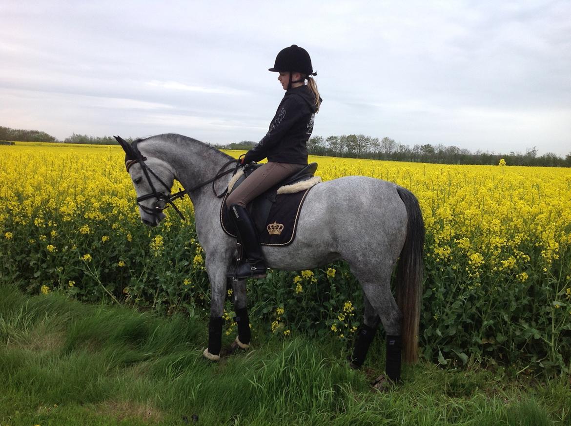 Anden særlig race Milano<3333 billede 7