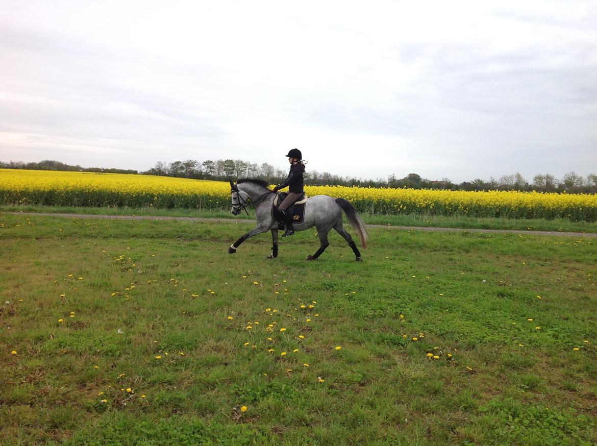 Anden særlig race Milano<3333 billede 9