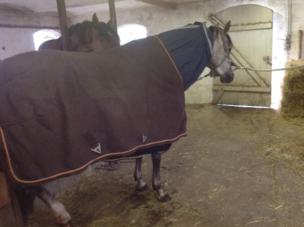 Anden særlig race Milano<3333 billede 11