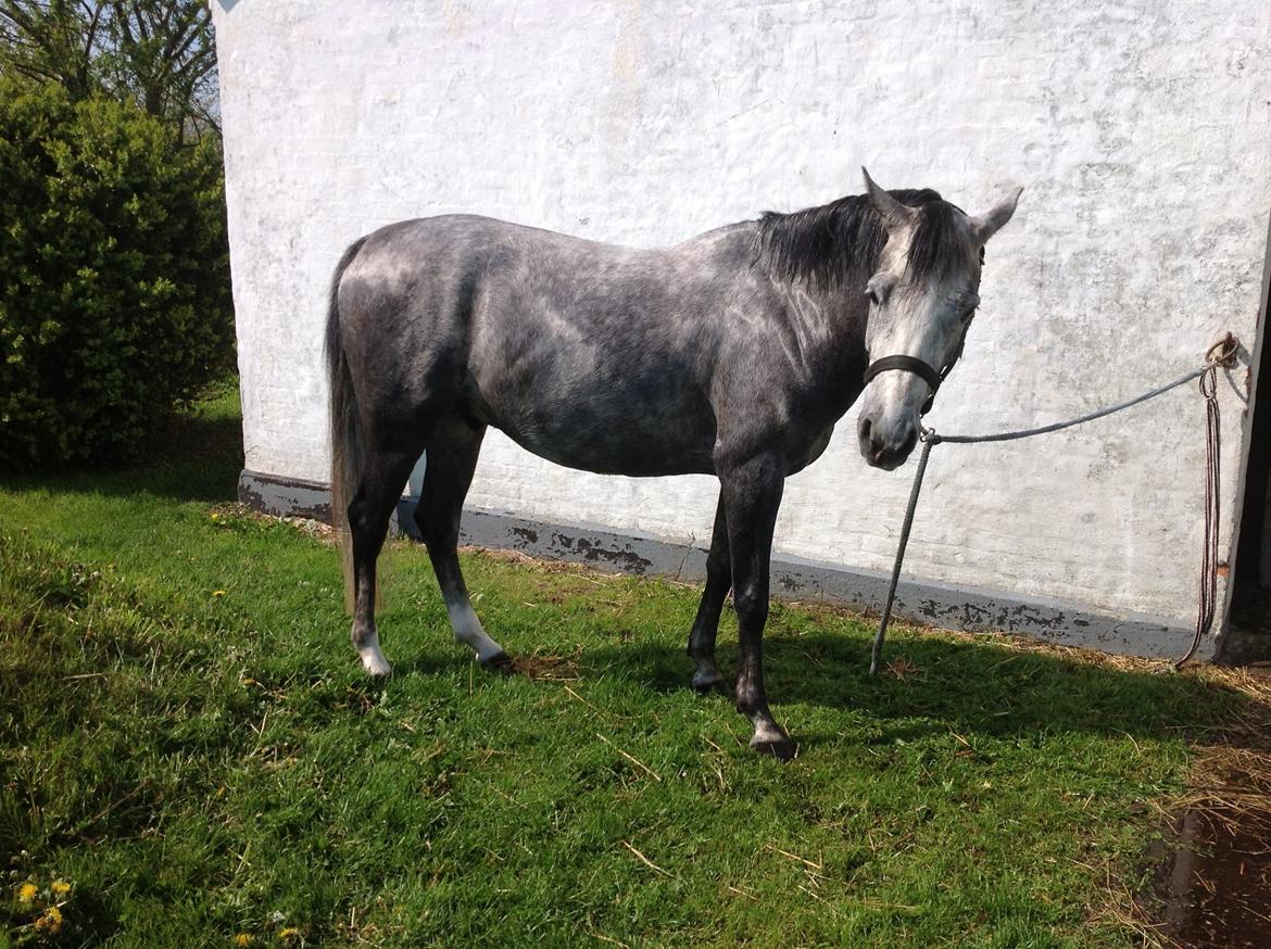 Anden særlig race Milano<3333 billede 12