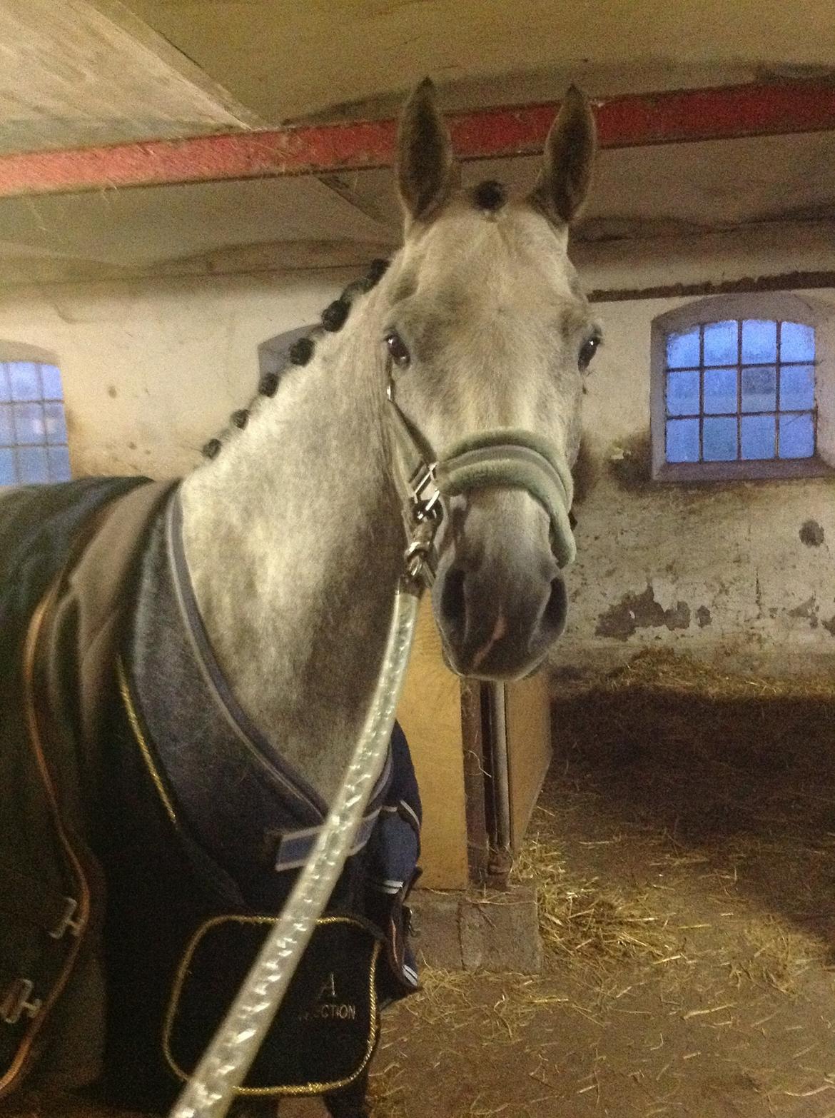 Anden særlig race Milano<3333 billede 13