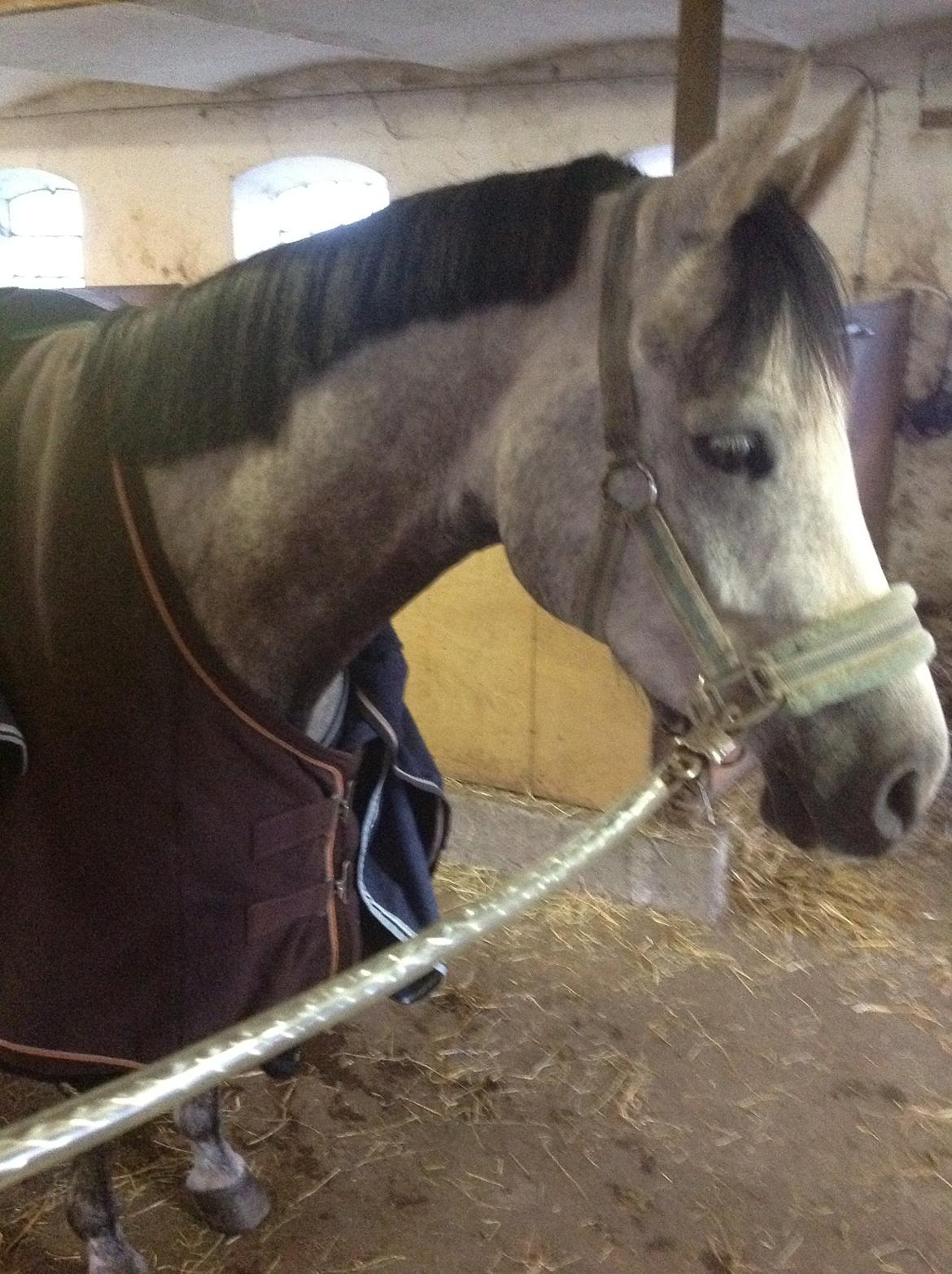 Anden særlig race Milano<3333 billede 15