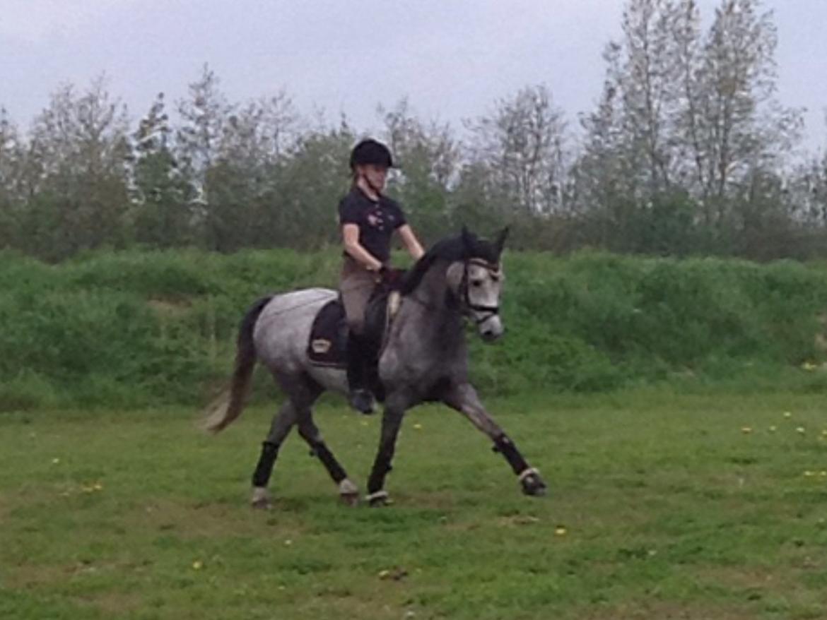 Anden særlig race Milano<3333 billede 17