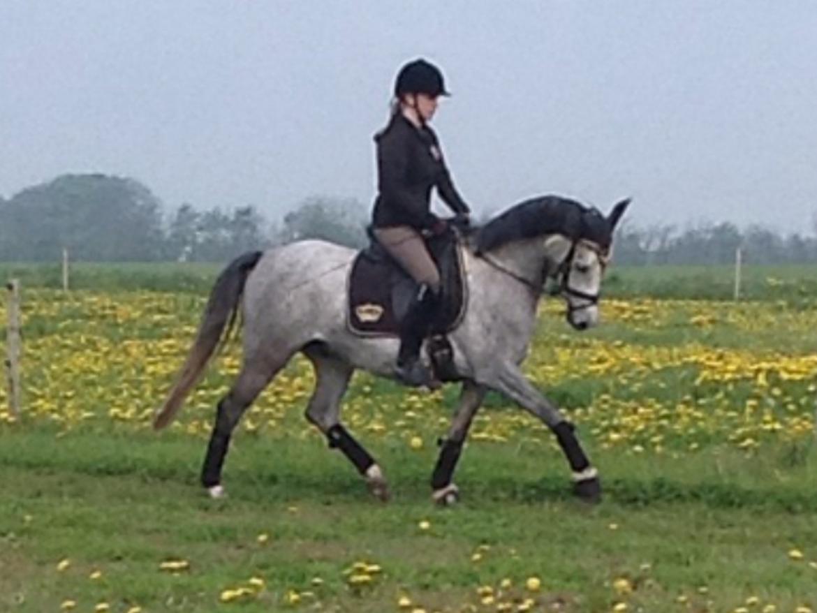 Anden særlig race Milano<3333 billede 18