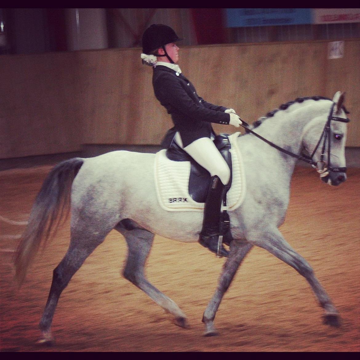 Anden særlig race Milano<3333 billede 19