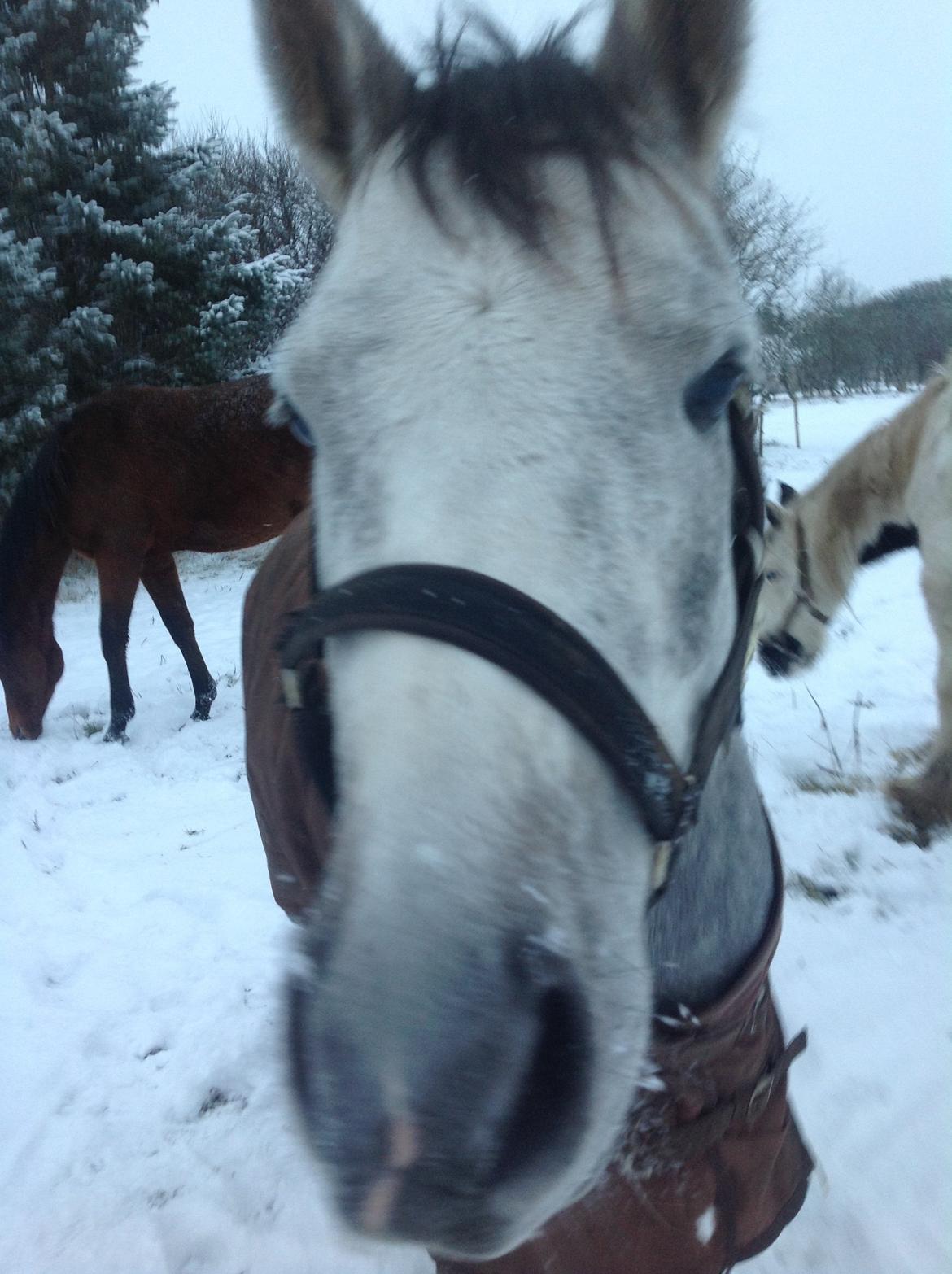 Anden særlig race Milano<3333 billede 20