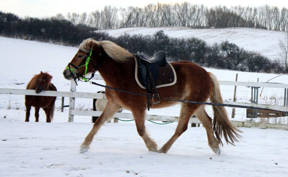 Haflinger Aicha (Ulstrup efterskole) - Flot trav i longen - lææææææækker heeeest <3 billede 20