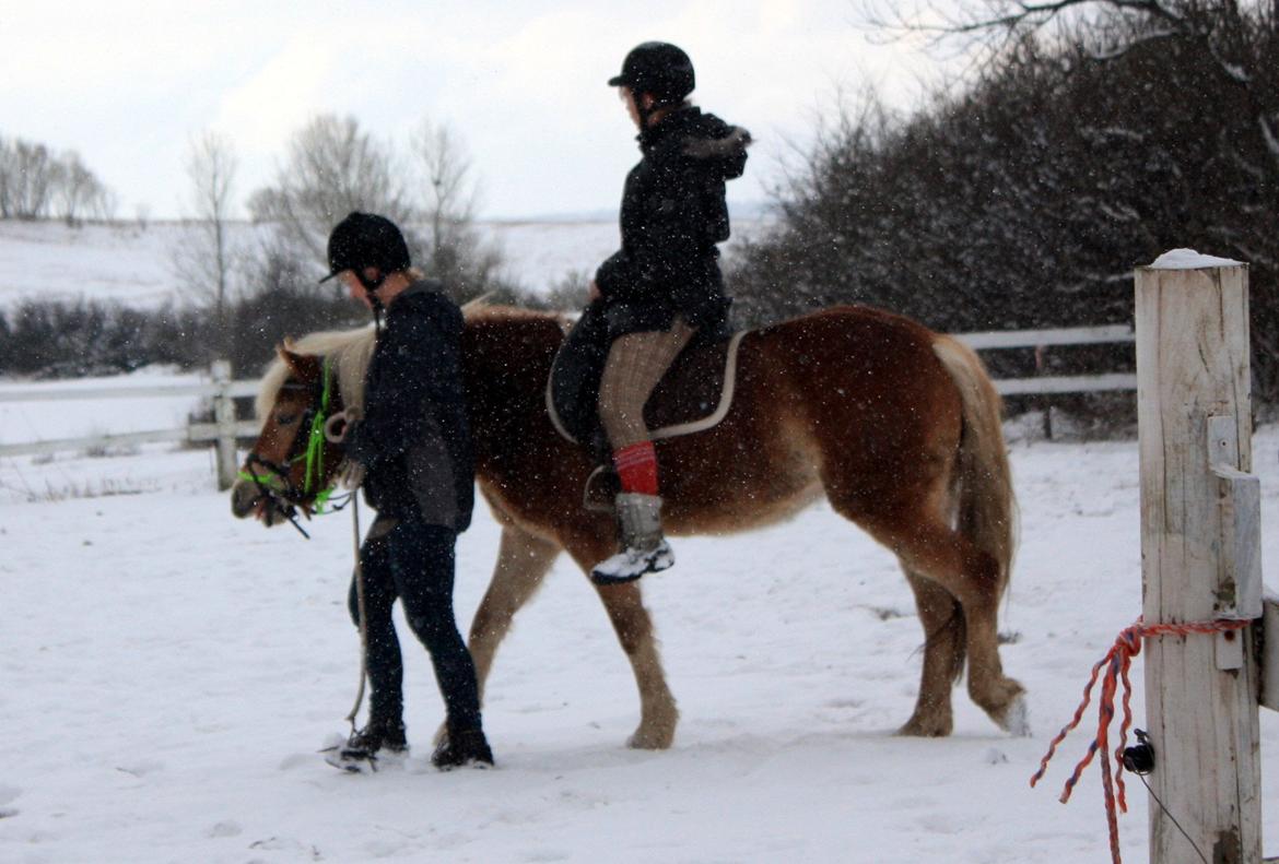 Haflinger Aicha (Ulstrup efterskole) - They dont know about us <3 billede 16