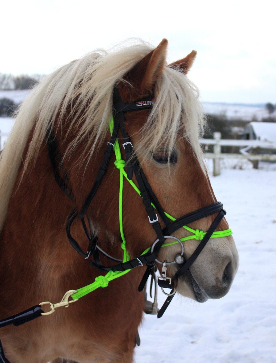 Haflinger Aicha (Ulstrup efterskole) - <3 billede 5