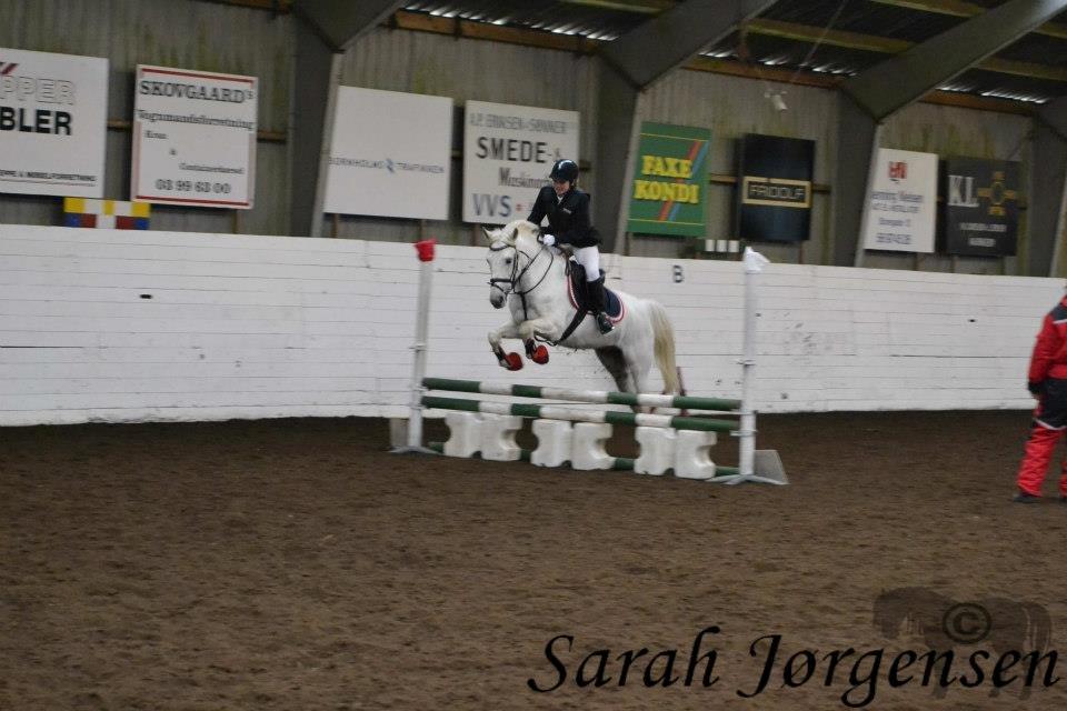 New Forest Roland *Savnet* - Taget af: Sarah Jørgensen!. :-* <3 billede 12