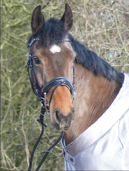 Holstener Pretty woman billede 14