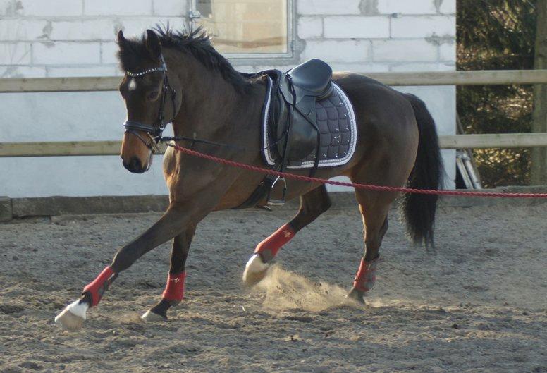 Holstener Pretty woman billede 15