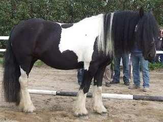 Irish Cob Kiona - Ejer ikke dette billede. billede 1