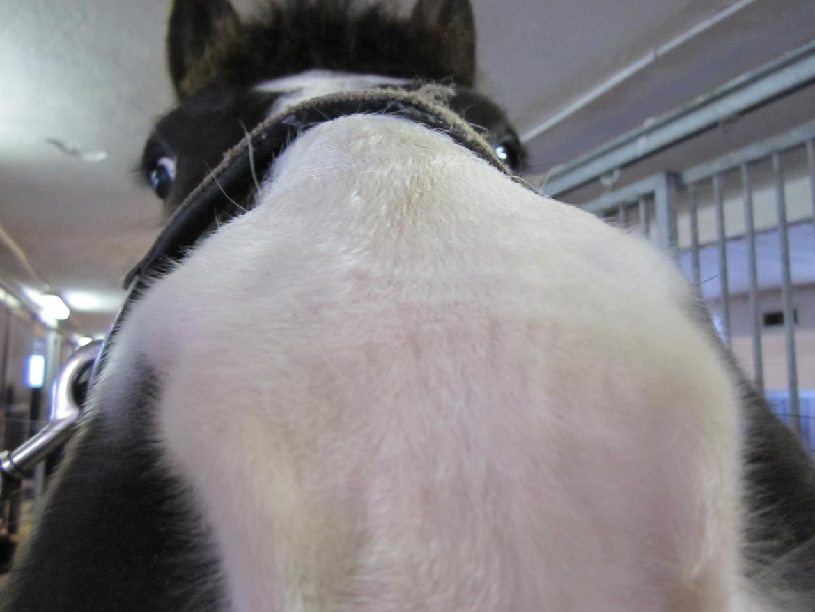 Anden særlig race Haffe Laffe - Her er min dejlige Laffe, nyd ham for det gør jeg. billede 1