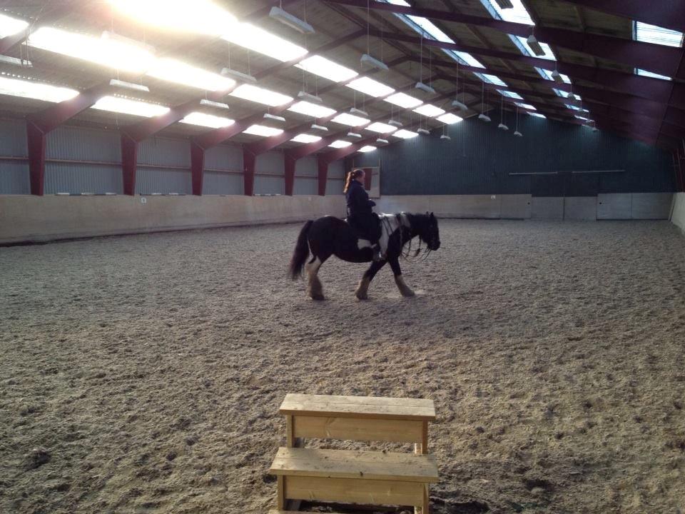 Irish Cob Kiona billede 2