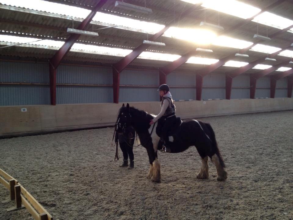Irish Cob Kiona billede 3