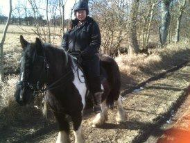 Irish Cob Kiona - Første gang på eventyr :D billede 4