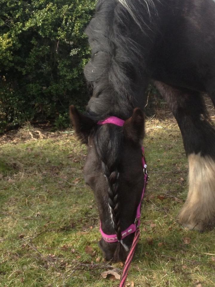 Irish Cob Kiona billede 5