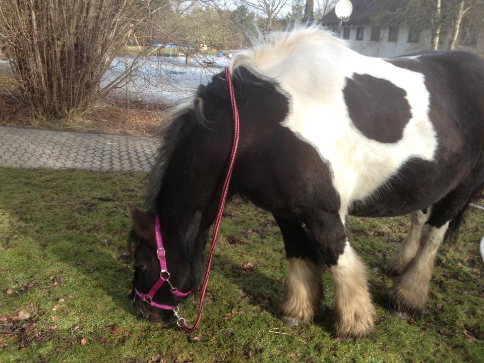 Irish Cob Kiona billede 6