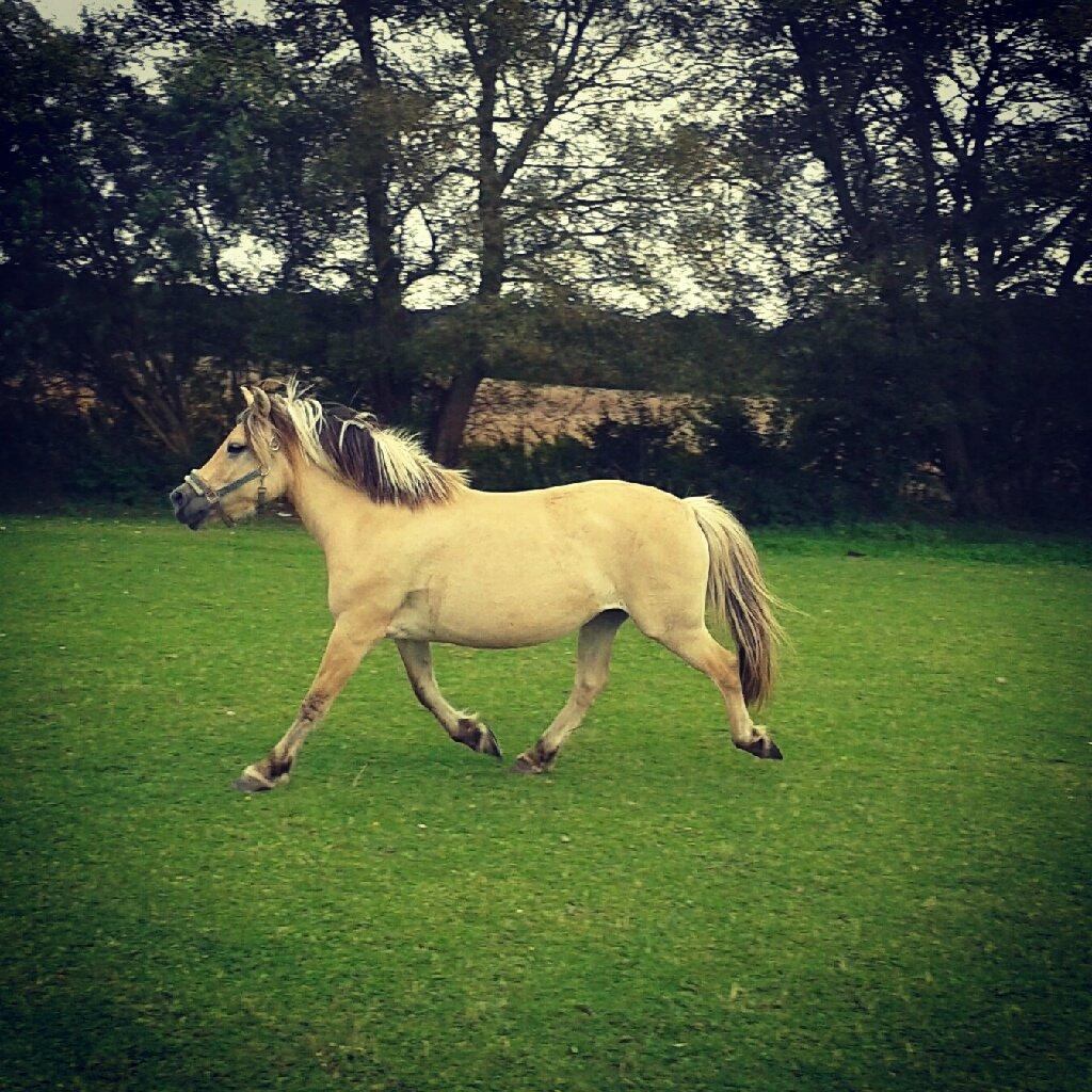 Fjordhest Vennely's Emma billede 12