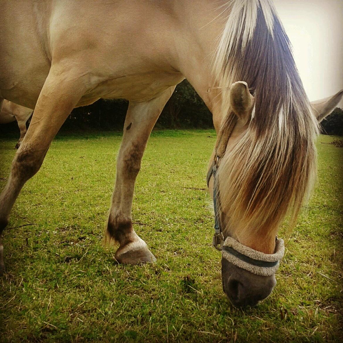 Fjordhest Vennely's Emma billede 7
