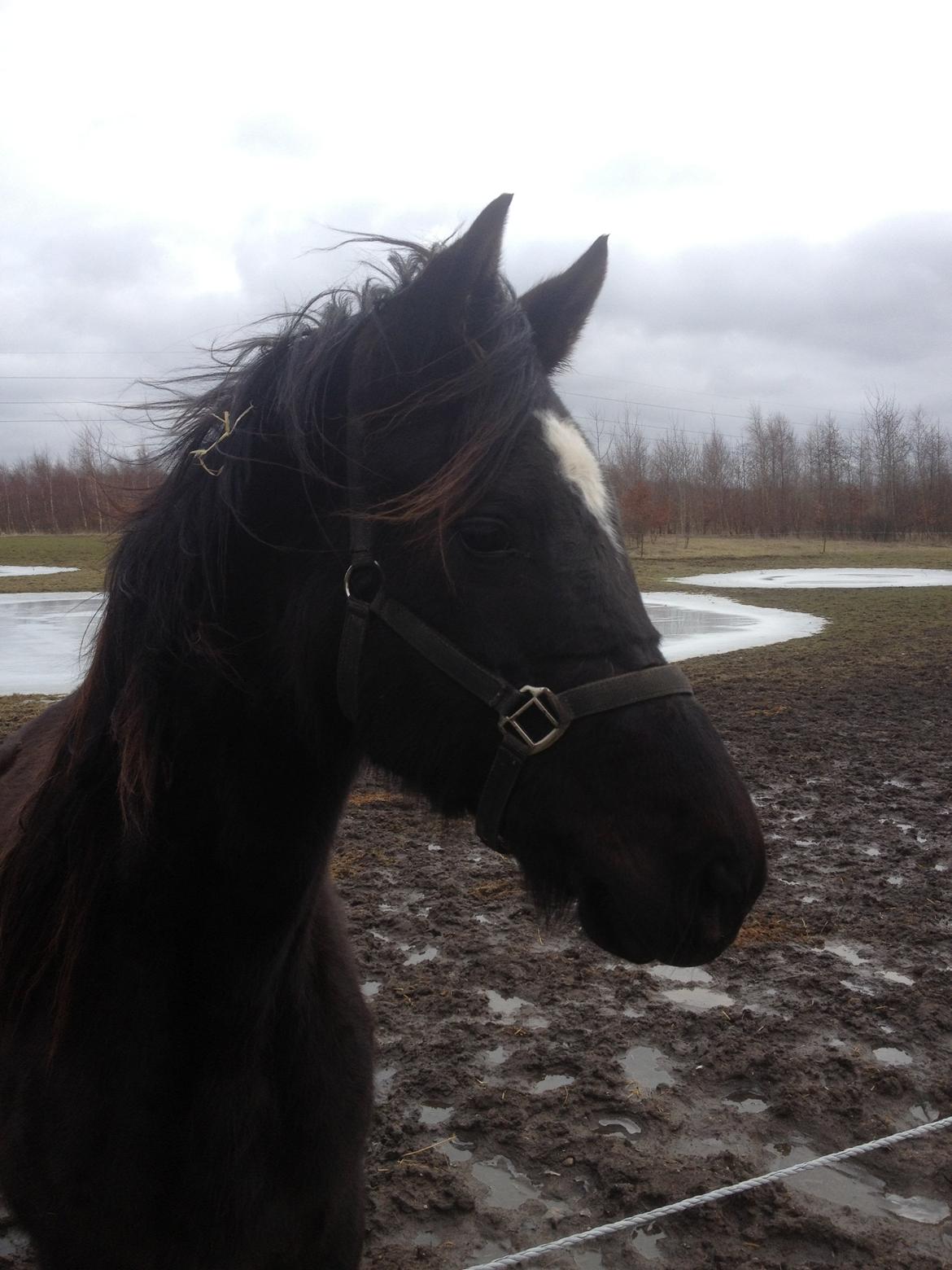Trakehner Hertima De L billede 15