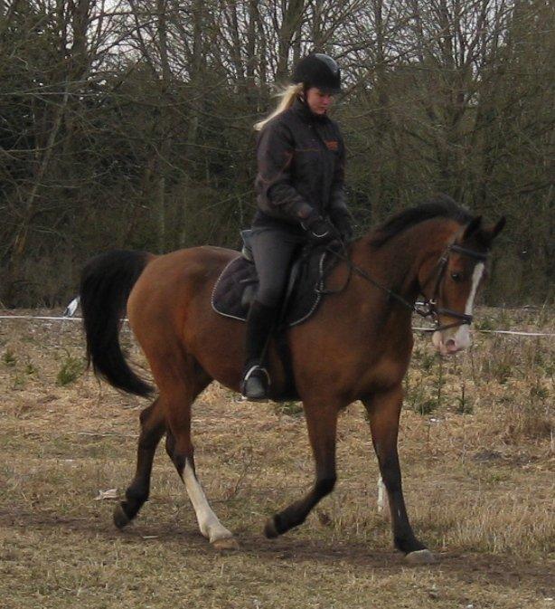 Anden særlig race /Araber Cheval - Skønne dreng :') billede 1