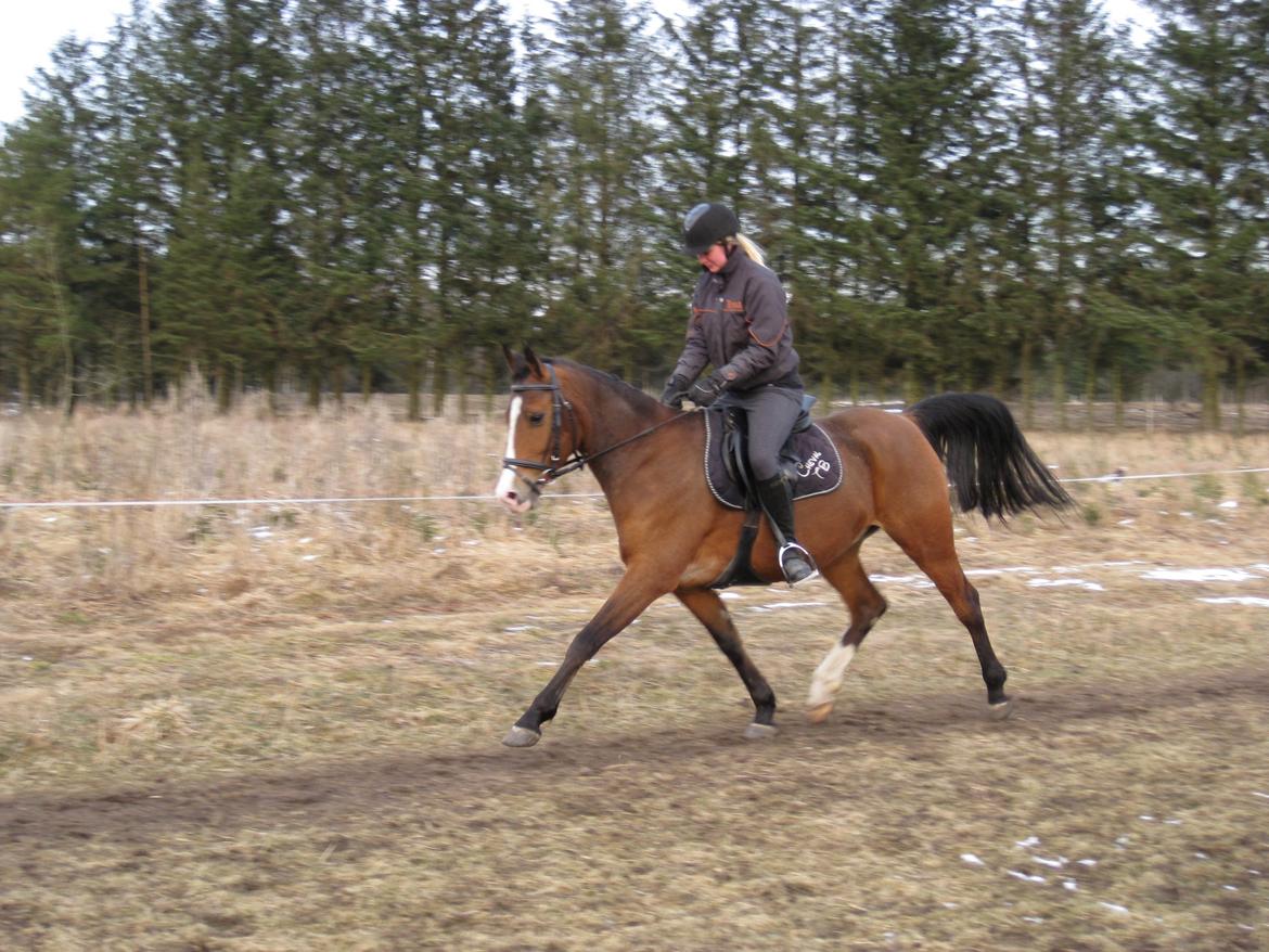 Anden særlig race /Araber Cheval - "Når nu der er fotograf med, så skal hun da også se hvad jeg kan. Og den skal ikke have for lidt!" ;D billede 18