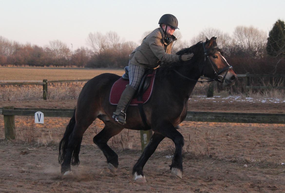 Koldblodstraver Don Damask - Dygtig hesti!:D billede 8