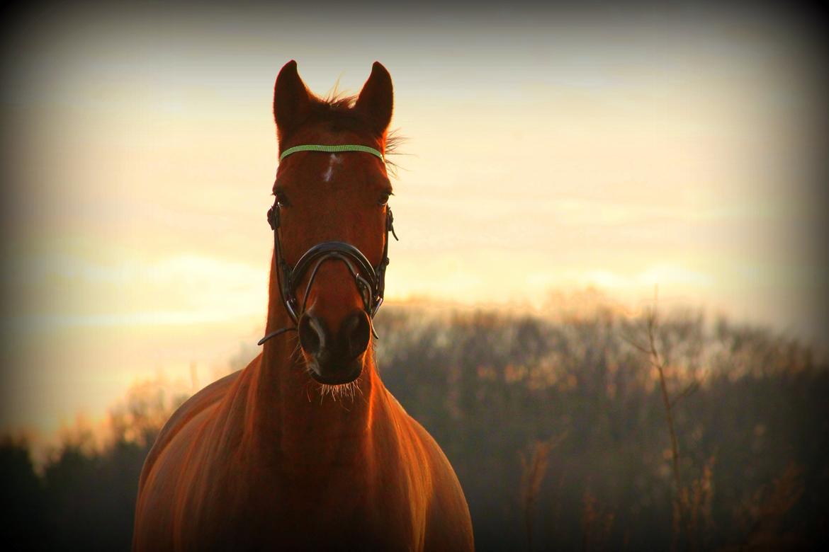 Tysk Varmblod Mac Kenroy - V E L K O M M E N 
Til Mac Kenroy's Profil <3 billede 1