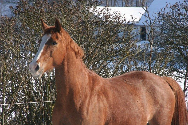 Dansk Varmblod Meklenborgs Vera billede 19