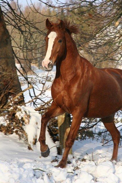 Dansk Varmblod Meklenborgs Vera billede 16