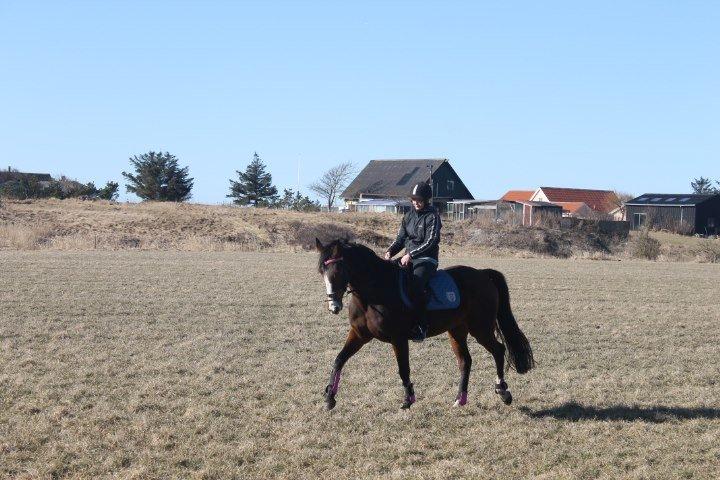 Anglo Araber (AA) Megara Al Ziyadah (Maggie) - Solgt :'( billede 16