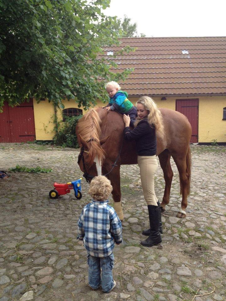 Dansk Varmblod Meklenborgs Vera - Skønne Vera som gladeligt giver rideture til vores drenge :-) billede 23