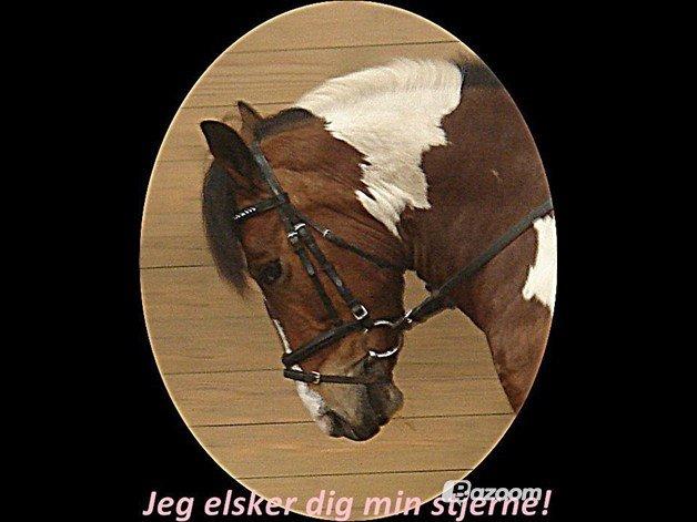 Anden særlig race Mille (Pensioneret) billede 15