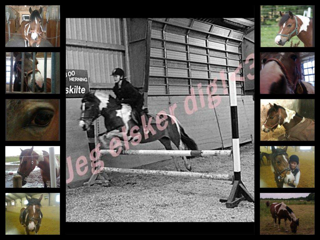 Anden særlig race Mille (Pensioneret) billede 20