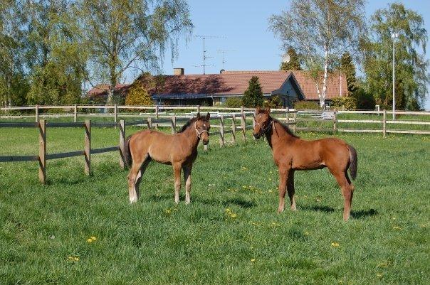 Dansk Varmblod DM's Cancan - Cancan til højre. billede 18