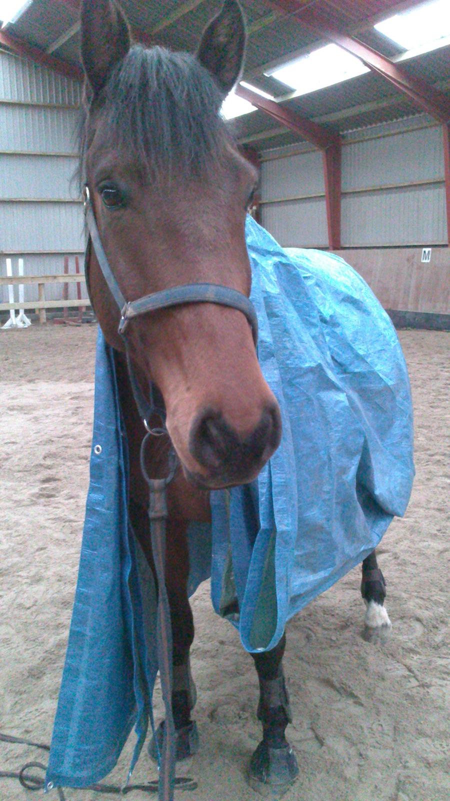 Dansk Varmblod DM's Cancan - Han er for cool! billede 19