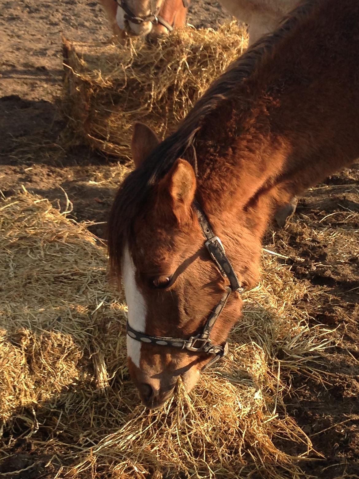 Pinto Dancing Rose billede 9