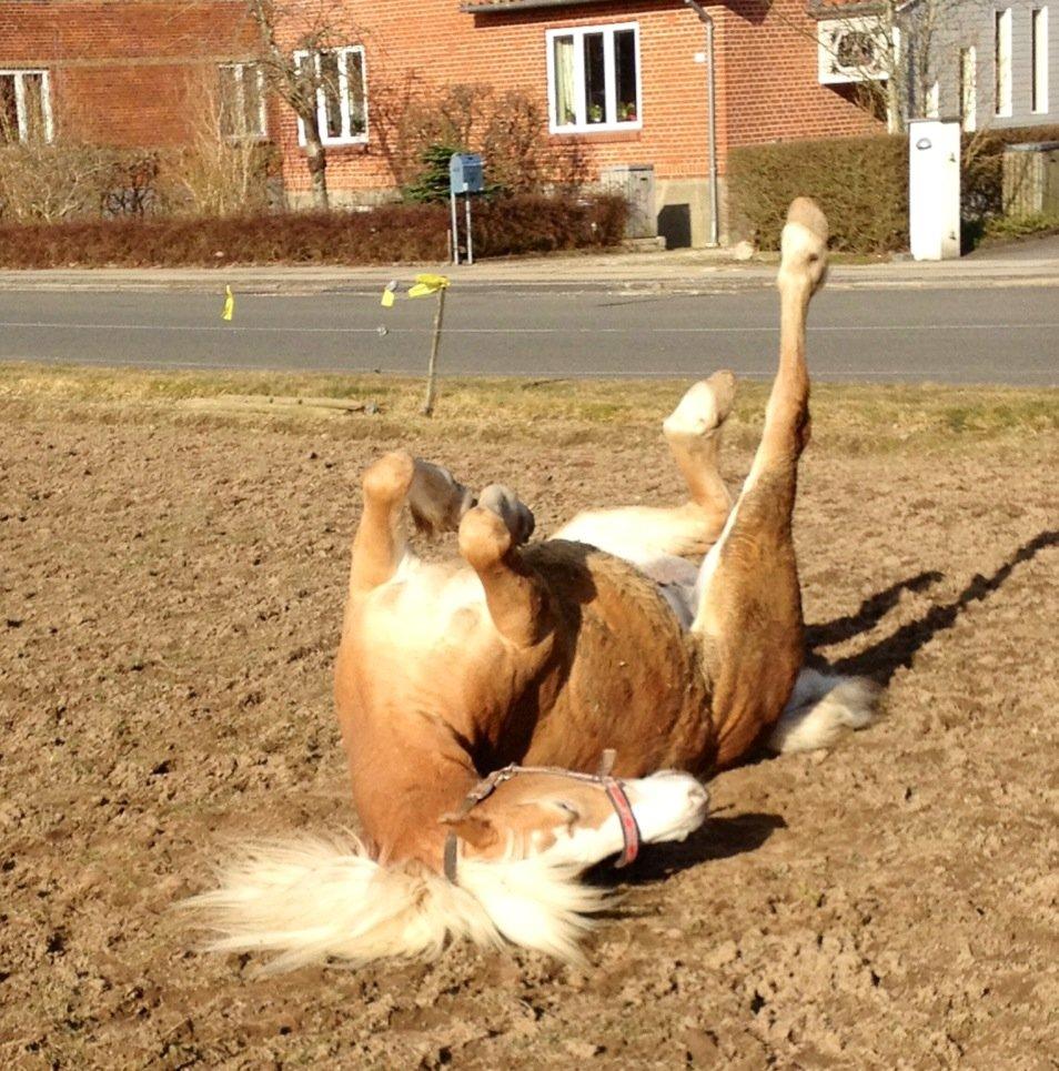 Haflinger Leris billede 13
