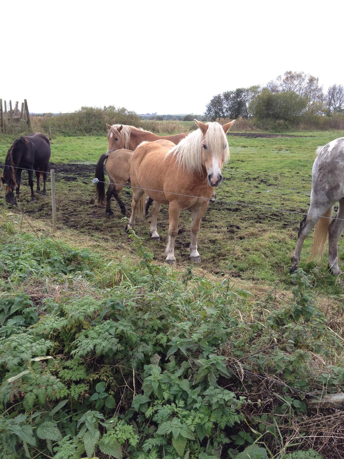 Haflinger Max billede 12