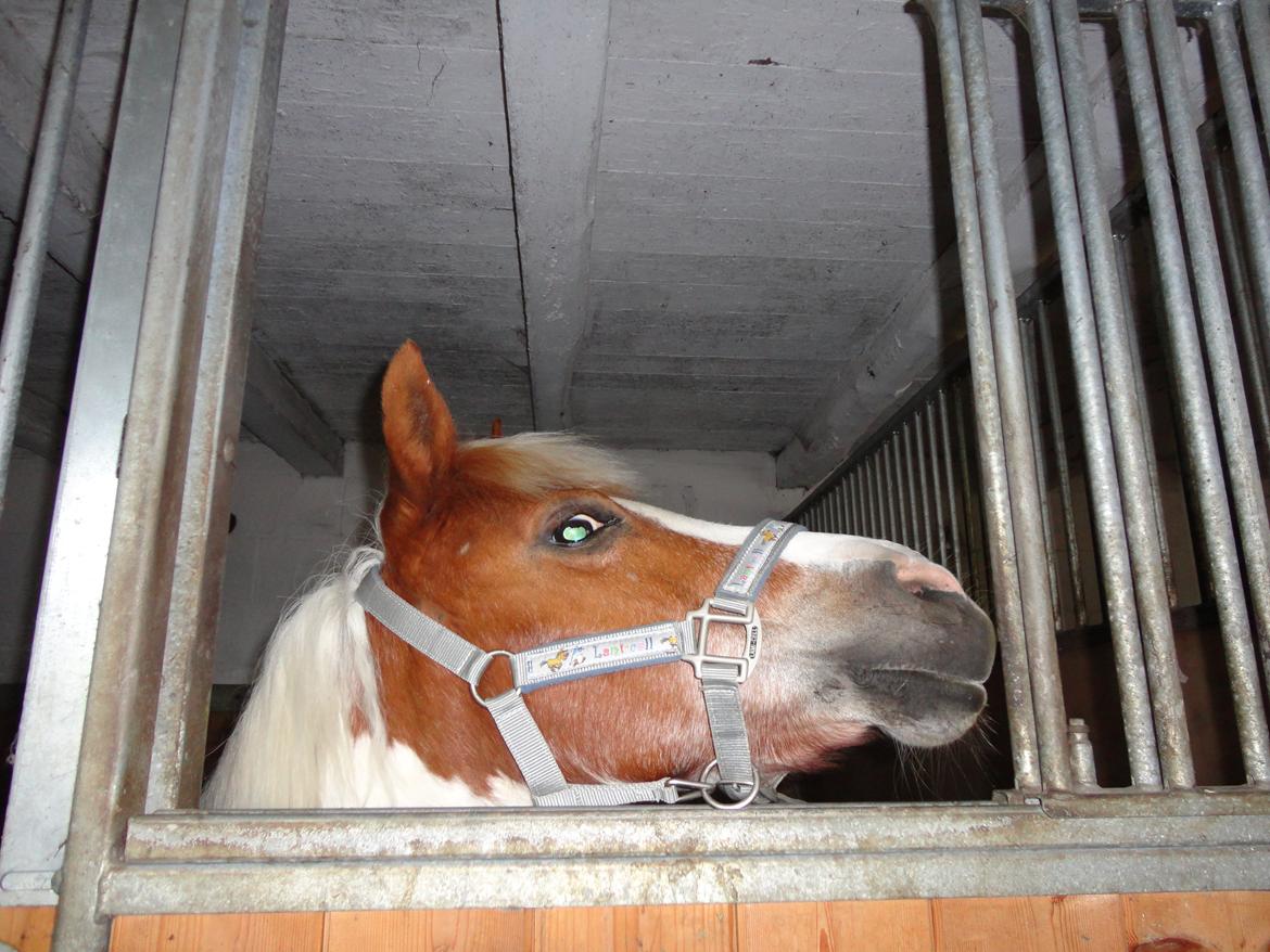 Anden særlig race Cirkeline - 11. ride lejer på falken<3 billede 11